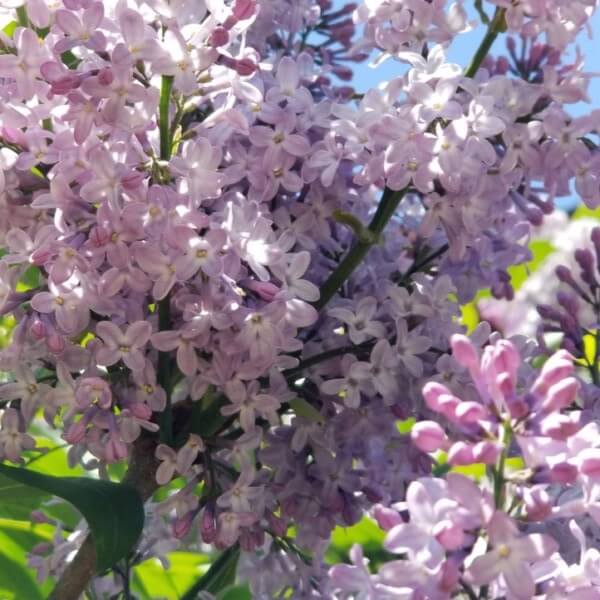 Lilacs at Emmanuel