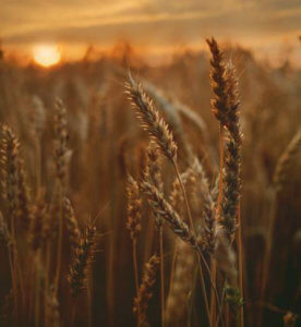 #Wheat