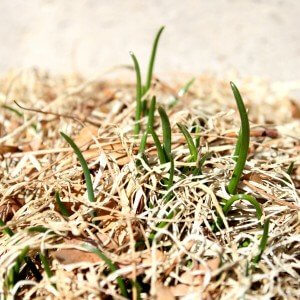 Chives sprouting