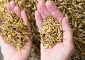 Wheat and chaff